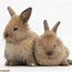 Image result for Pink Baby Bunnies