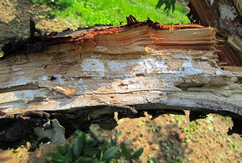 Image result for Tree Trunk White Rot
