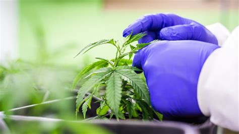 Legal With Leah: New Ohio marijuana laws - Ohio Farm Bureau