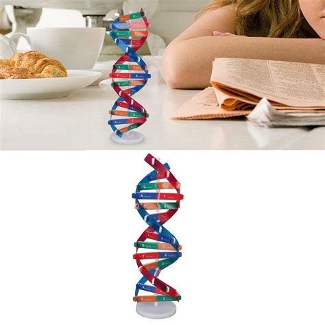 DNA Model Kit 的图像结果