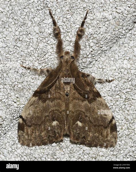 White-marked Tussock Moth (Orgyia leucostigma Stock Photo - Alamy