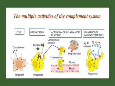 Image result for Complement System Biology
