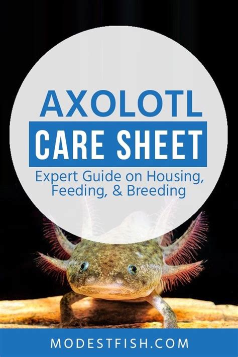 Image result for Python 3.7 Cheat Sheet