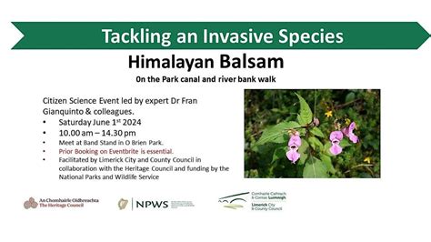 Tackling Himalayan Balsam, O'Brien's Park (Páirc Ó Briain), Limerick, 1 ...