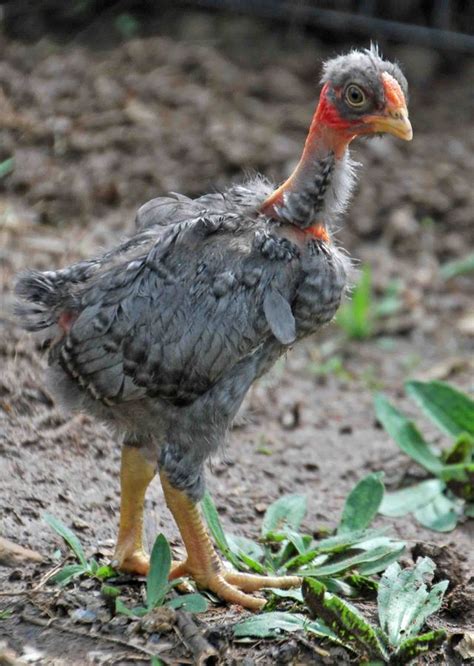 Chicken Little Game GUI Java 的图像结果