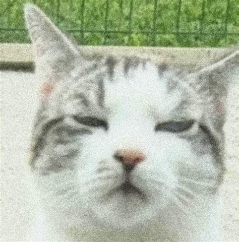 Confused cat face Blank Template - Imgflip