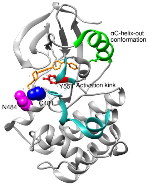 Structural Complementarity of Bruton’s Tyrosine Kinase and Its ...
