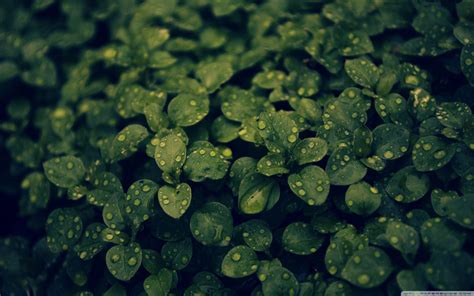 Plant Wallpapers - Wallpaper Cave