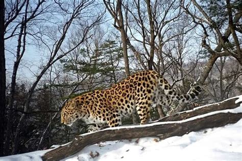 Safari In Russia: Top 3 Places To Watch Rare Animal Species