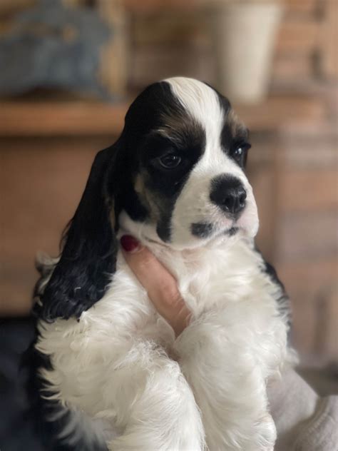 Cocker Spaniel Black And White Puppies