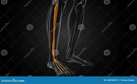 Image result for Extensor Digitorum Longus Muscle Function
