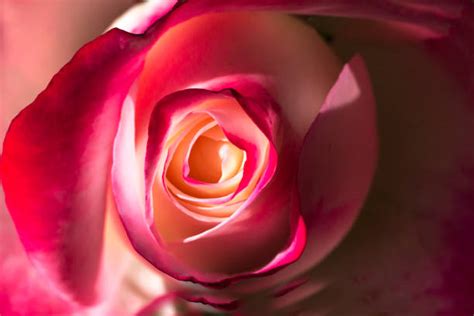 Image result for Rosebud Side View