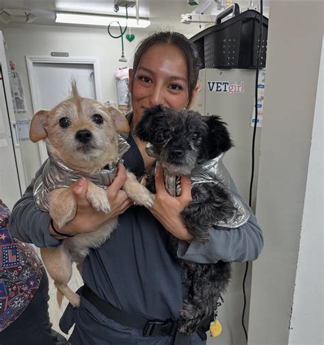 Media City Animal Hospital | We’ve created a special altar to celebrate ...