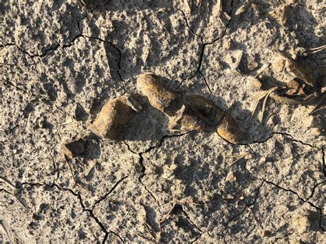 Over 500 fossilized poops show how dinosaurs came to rule the Earth : NPR