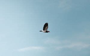 Wallpaper bird, wings, flight, field hd, picture, image