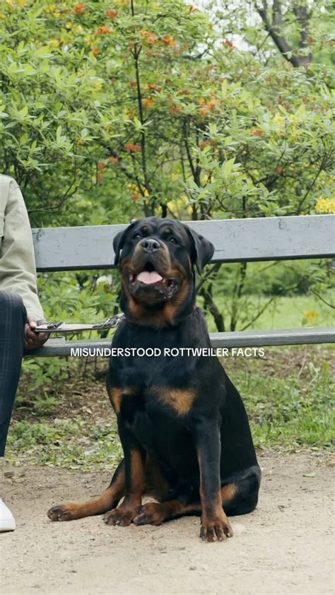 What is the 3-3-3 Rule? What to Expect When Bringing a Dog Home — The Woof