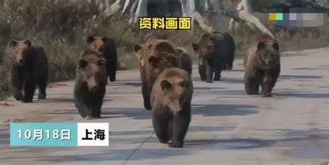 上海野生动物园，群熊攻击撕扯饲养员，现场只剩身体残骸__财经头条