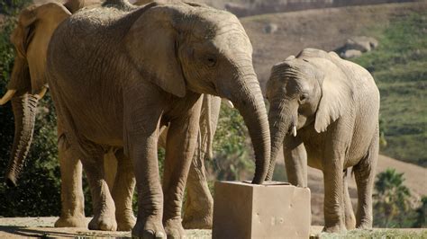 San Diego Zoo Safari Park Elephants Watch Elephants Instinctively