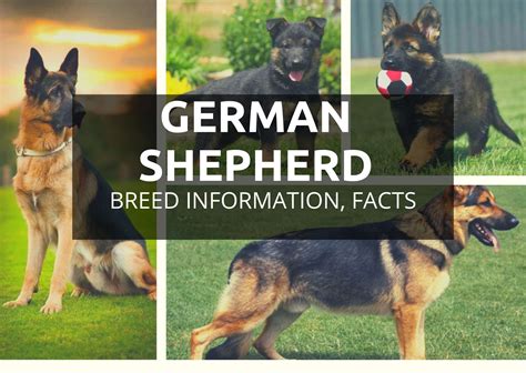 German Shepherd Dog Breed Information - Hidden Facts And Traits