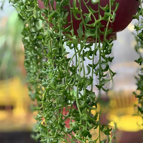 Plantas