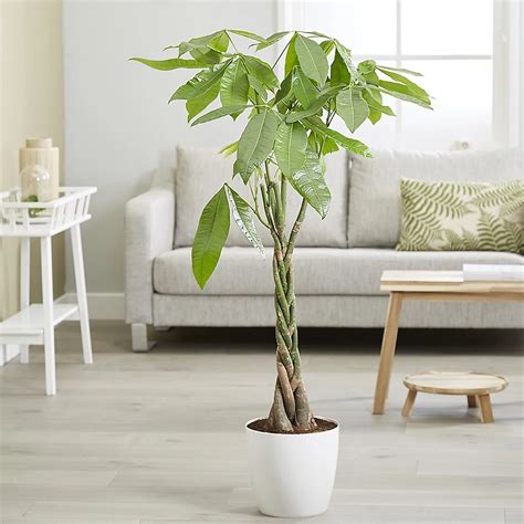 https://media.diy.com/is/image/KingfisherDigital/pachira-aquatica-money-tree-indoor-foliage-plant-13cm-pot-45cm-tall~5056824206406_01c_MP?%24MOB_PREV%24=&%24height=1200&%24width=1200