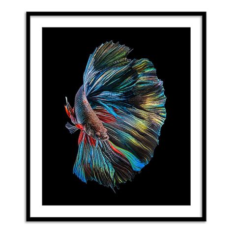 The Betta Fish – Calcuttan