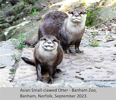 Small-clawed Otter