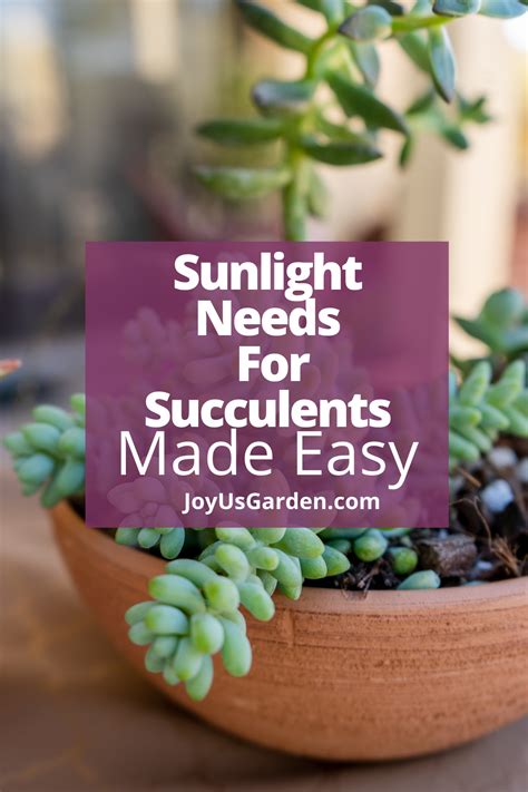 How Much Sun Do Succulents Need? Complete Guide | Succulent care ...