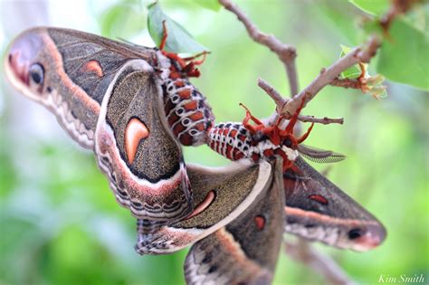 Cecropia Moth Mating Giant Silk Moth copyright Kim Smith – 20 of 22 ...