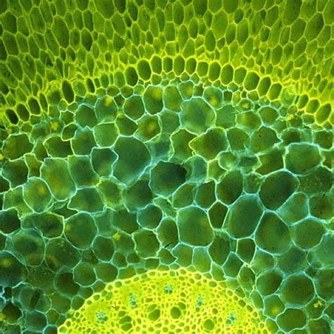 Microscopic Patterns 的图像结果