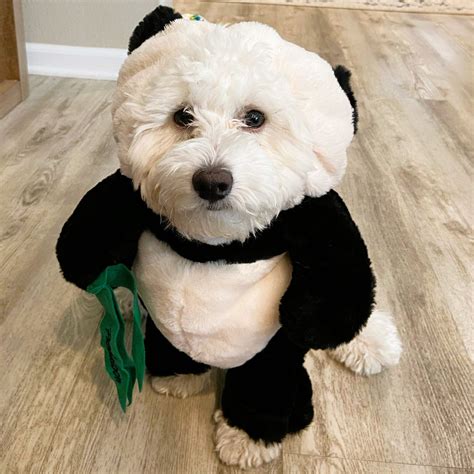 23 Best Dog Duo Costumes Perfect for Halloween!