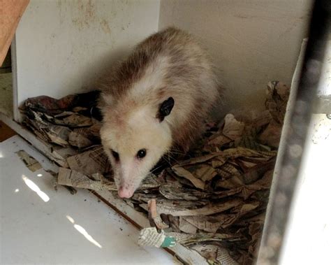 Possums As Pets