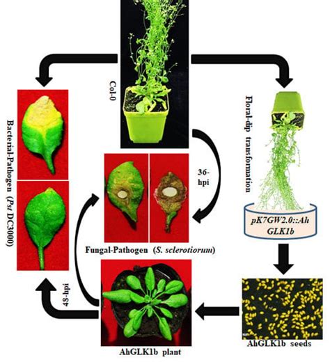 Ectopic Expression of AhGLK1b (GOLDEN2-like Transcription Factor) in ...