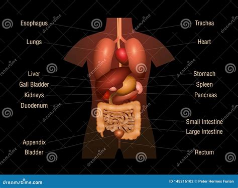 Internal Organs Human Anatomy Chart Names 3D Stock Vector - Illustration of colon, digestive ...