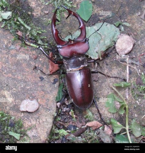 Giant Stag Beetle (Lucanus elaphus) Insecta Stock Photo - Alamy