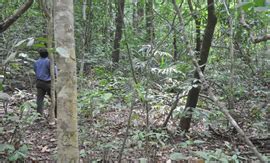 FOREST STATUS AND MEDICINAL FLORA STUDIES IN JANKADKAL AND SHIRGUNJI ...