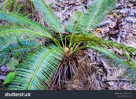 Cycad Palm Ancient Plant Age Dinosaur Stock Photo 2235831787 | Shutterstock