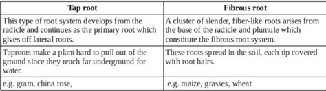 What are the difference between tap root and fibrous root? - Brainly.in