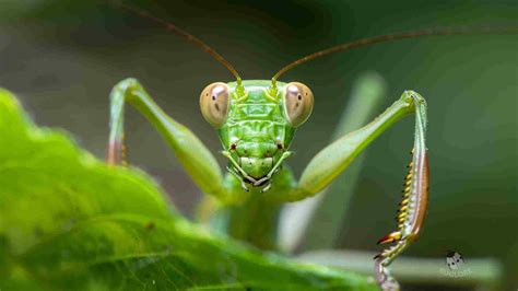 Image result for Insect Facts