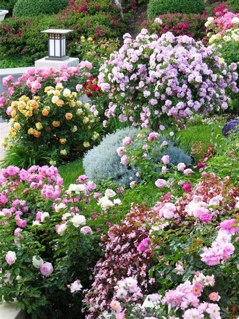 21 Small Rose Garden Design Ideas You Should Check | SharonSable