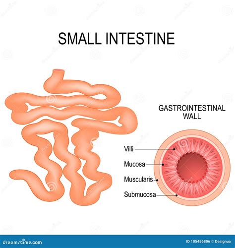 Small Intestine. Human Anatomy Stock Vector - Illustration of vector ...