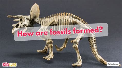 Image result for How Fossils Are Formed Research