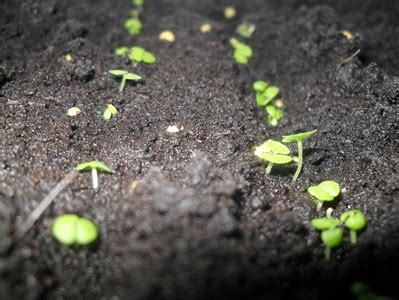 Coleus ( Kolyoz, yaprak güzeli) - Page 22 - agaclar.net