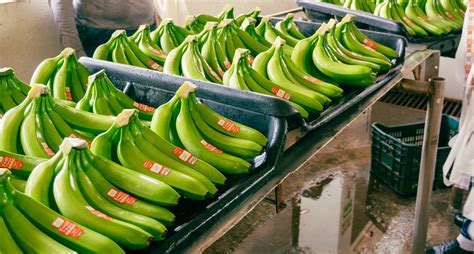 Green Bananas