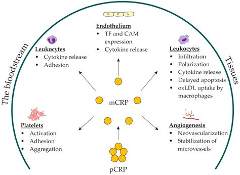 Monomeric C-Reactive Protein in Atherosclerotic Cardiovascular Disease: Advances and Perspectives