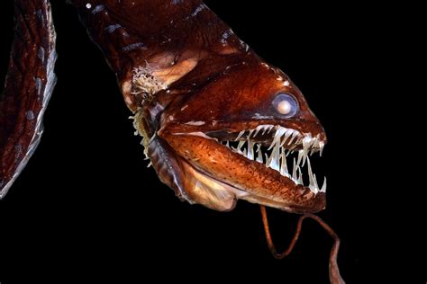 AMBIL SEKARANG