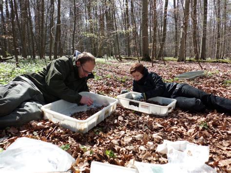 Image result for Forensic Science Insect