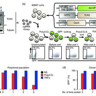 Image result for Forward Genetic Screen