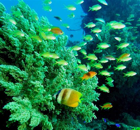 TRUE BLUE SCUBA DIVING (2025) All You Need to Know BEFORE You Go (with ...