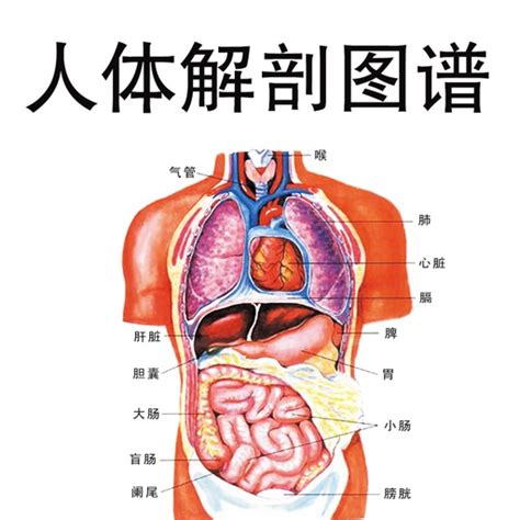 人体解剖图谱大师讲堂 - 医学名师讲解剖学 by Weijie Li
